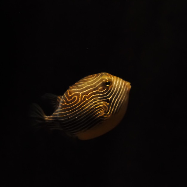 Puffer fish floating in the dark sea