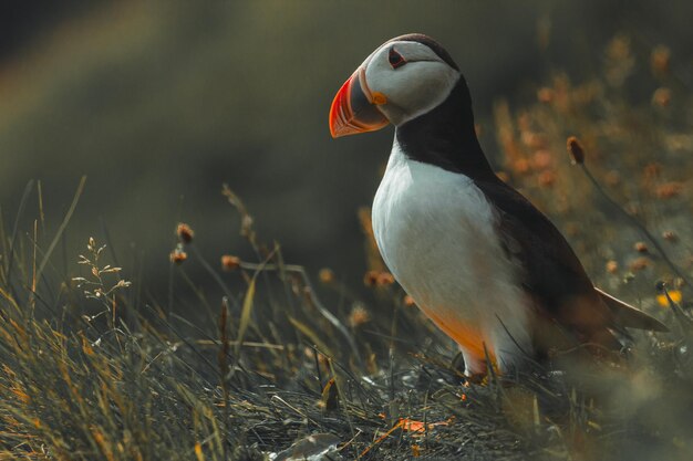 puffin