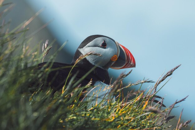 Photo puffin