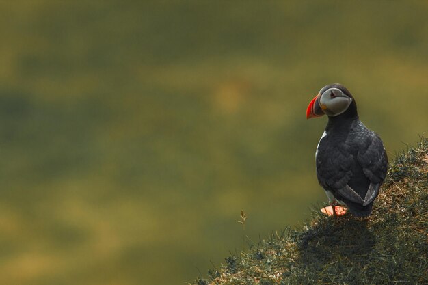 puffin