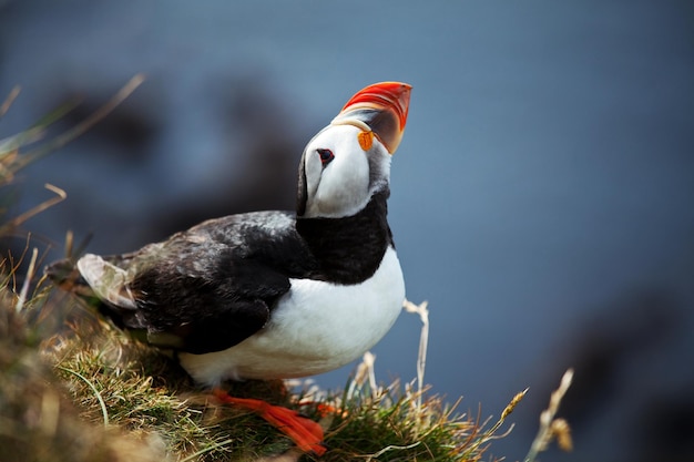 Puffin