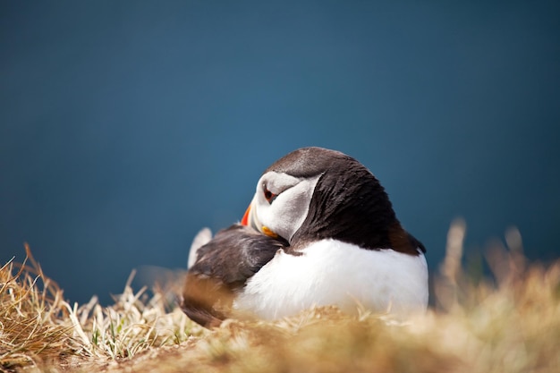 Puffin