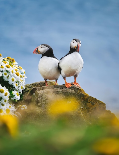 Puffins in Iceland Seabirds on sheer cliffs Birds on the Westfjord in Iceland Composition with wild animals Birds image