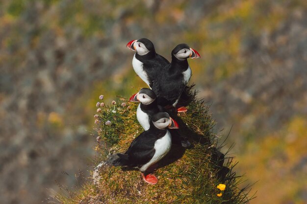 Puffins