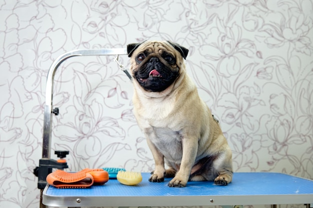 Photo pug dog on the grooming table next to the express molting tool