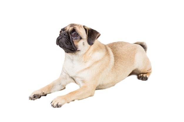 Pug dog isolated on white background. dog lies and looks