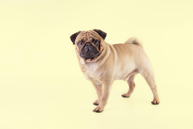 Pug dog isolated on a yellow background