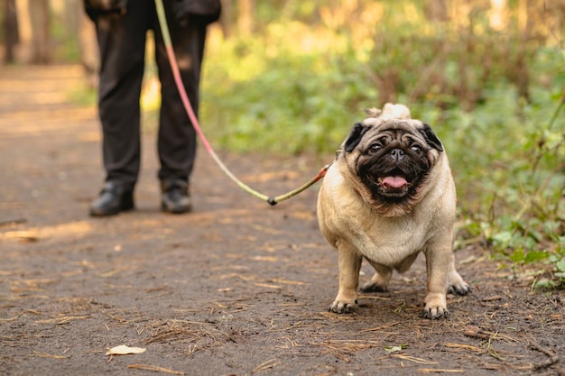 A pug dog on a leash with an open mouth and a protruding tongue on a walk with the owner