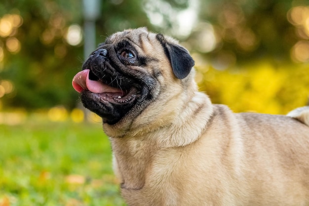 Pug dog looks up on nature on a blurred background