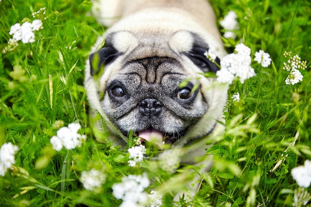 Pug dog playing in grass outdoor pet portrait closeup