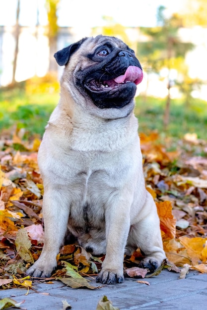 A pug dog sits in the park among yellow leaves