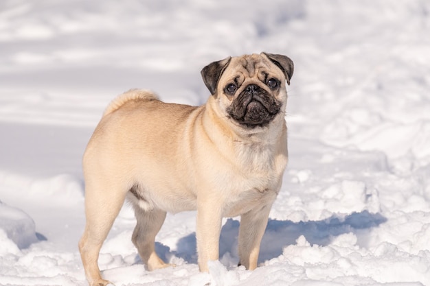 A pug dog stands in the snow