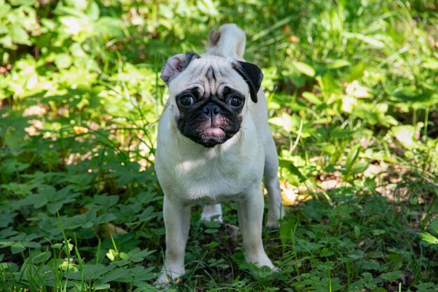 A pug dog with one cute wrapped ear standing on green grass A lightcolored dog during outside walk