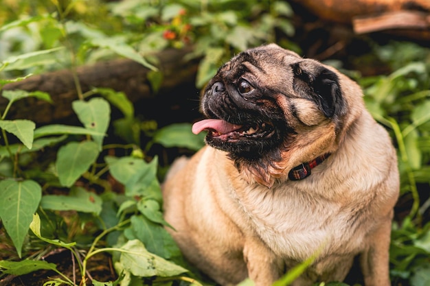 Pug dog with an open mouth and his tongue sticking out and sitting in the grass of the forest on a s