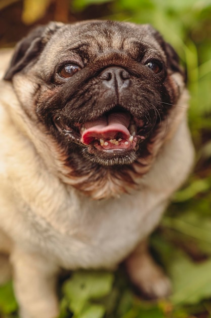 Pug dog with an open mouth and his tongue sticking out and sitting in the grass of the forest on a sunny day