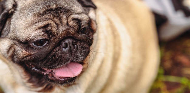 Pug dog with an open mouth and his tongue sticking out and sitting in the grass of the forest on a sunny day