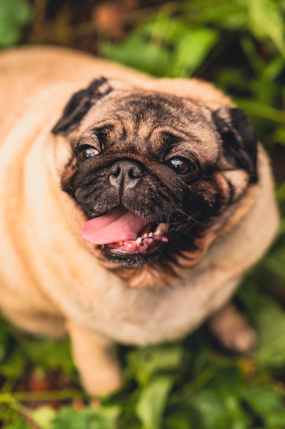 Pug dog with an open mouth and his tongue sticking out and sitting in the grass of the forest on a sunny day