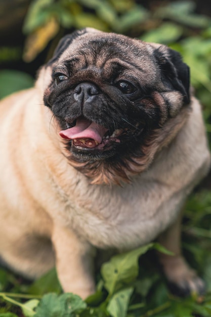 Pug dog with an open mouth and his tongue sticking out and sitting in the grass of the forest on a sunny day