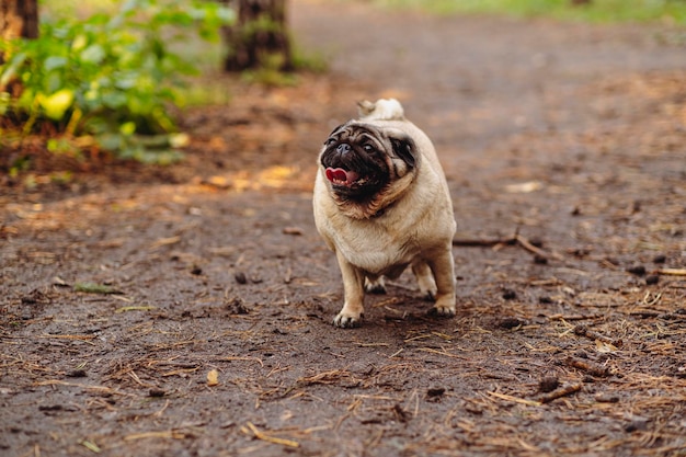 Pug dog with an open mouth and his tongue sticking out and standing on the trail in the park