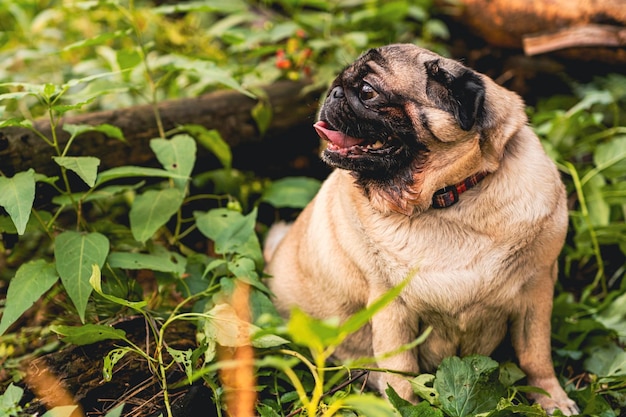 Pug dog with an open mouth and his tongue sticking outand sitting in the grass of the forest on a sunny day