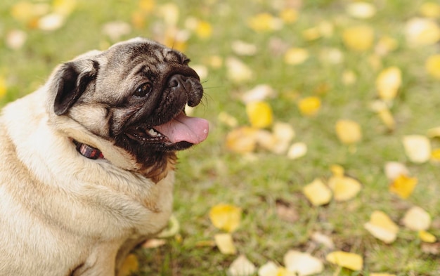 Pug dog with an open mouth and his tongue sticking outand sitting in the grass of the park on a sunny day