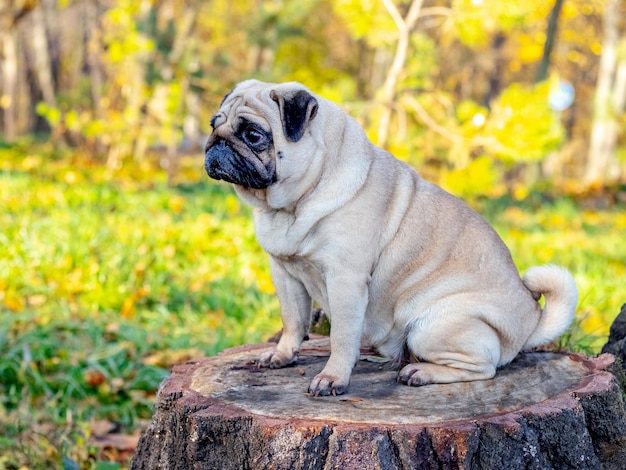 A pug dog with a serious look sits on a stump in the park