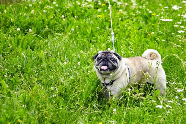 Pug dog with tongue hanging out playing in grass outdoor