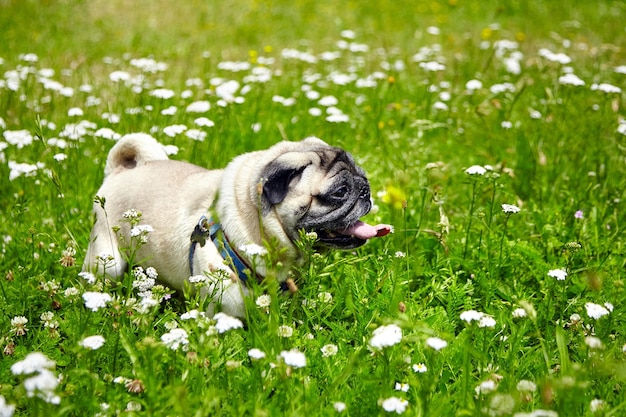 Pug dog with tongue hanging out playing in summer grass outdoor