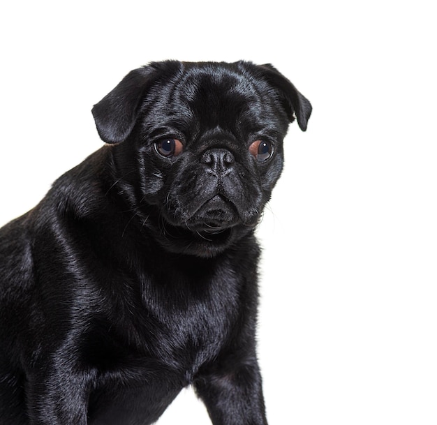 Pug in front isolated on white