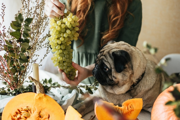 Pug looks at grapes in the hands of a child