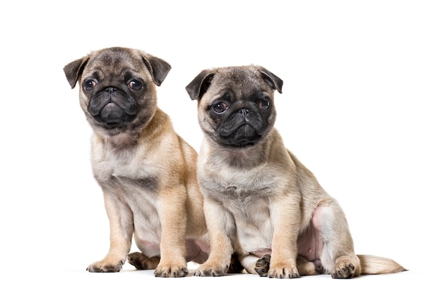 Pug Puppy sitting against white background