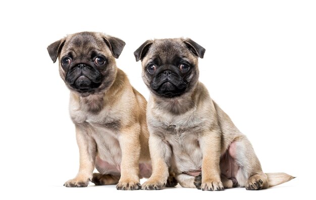 Pug Puppy sitting against white background