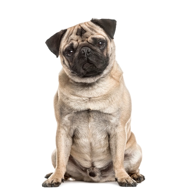 Pug sitting, isolated on white