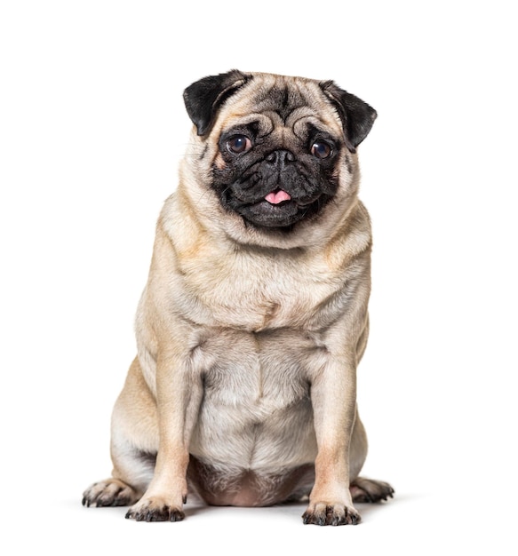 Pug sitting tongue out isolated on white