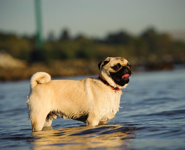 Photo pug standing in water