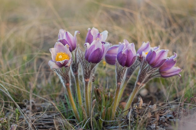 Pulsatilla easter flower on the meadow