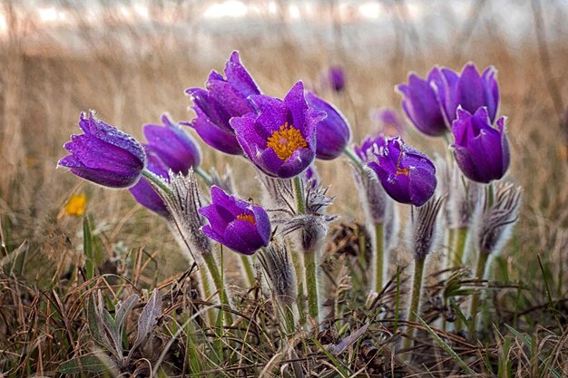 Pulsatilla Pasque Flower spring flower Pulsatilla vulgaris with drops of water