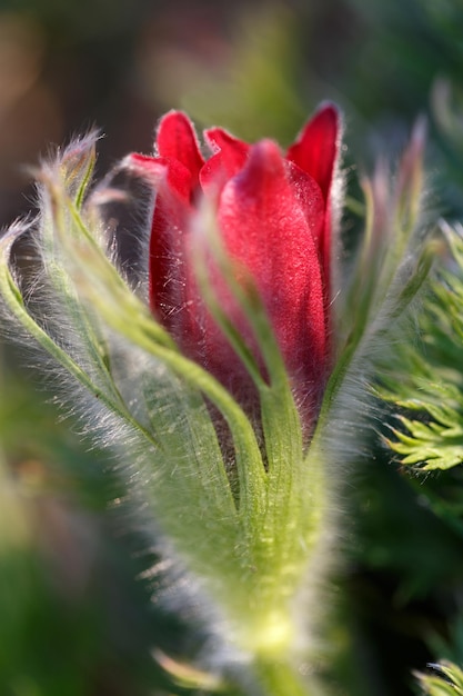 Pulsatilla pratensis Burgundy Flower bud closeup Eastern pasqueflower prairie crocus and cutleaf anemone burgundy flowers covered with small hairs The first spring flowers Macro