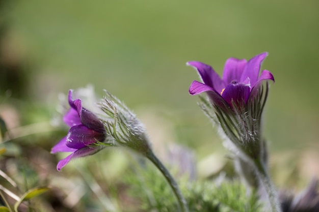 Pulsatilla pratensis small pasque flower is a species of the genus Pulsatilla native to central and eastern Europe from southeast Norway and western Denmark south and east to Bulgaria Postrelrel