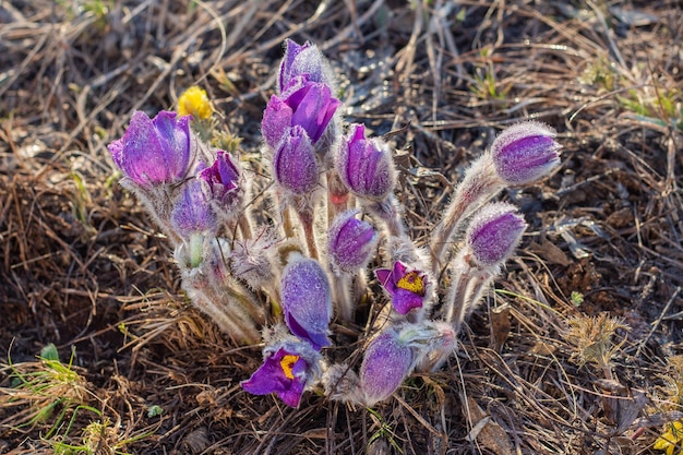 Pulsatilla pratensis violet flowers in evening light with water drops