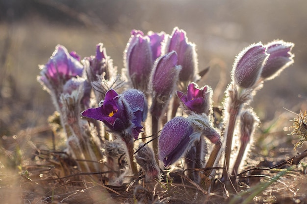 Pulsatilla pratensis violet flowers in evening light