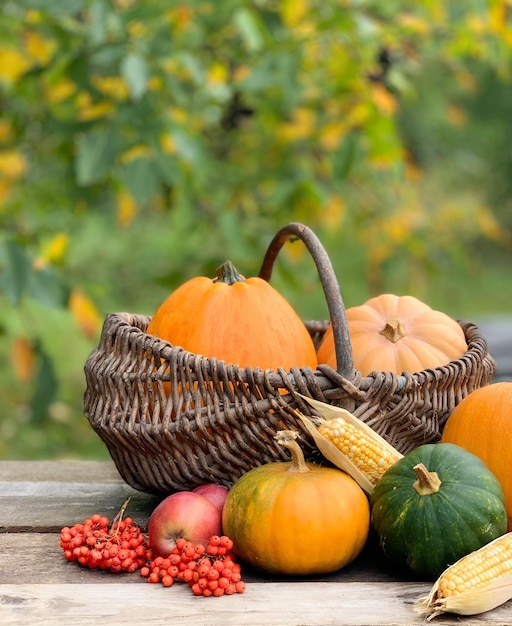 pumpkin close-up on an autumn background. banner for halloween and thanksgiving day. autumn vegetab