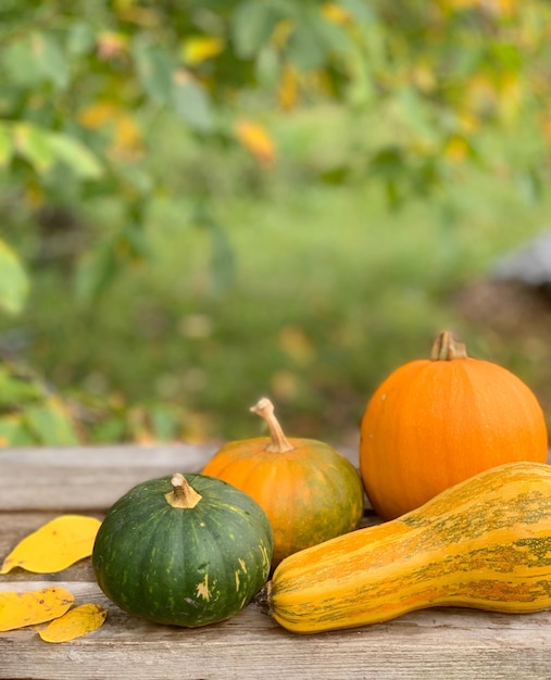 pumpkin close-up on an autumn background. banner for halloween and thanksgiving day. autumn vegetab