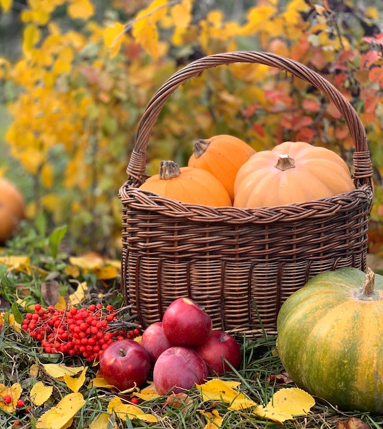 pumpkin close-up on a autumn background. banner for halloween and thanksgiving day. autumn vegetable