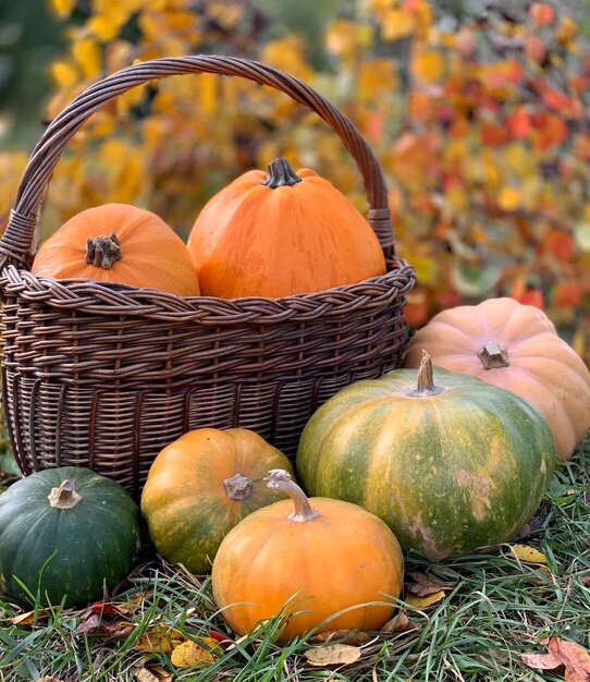 pumpkin close-up on a autumn background. banner for halloween and thanksgiving day. autumn vegetable