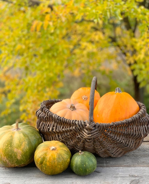 pumpkin close-up on a autumn background. banner for halloween and thanksgiving day. autumn vegetable