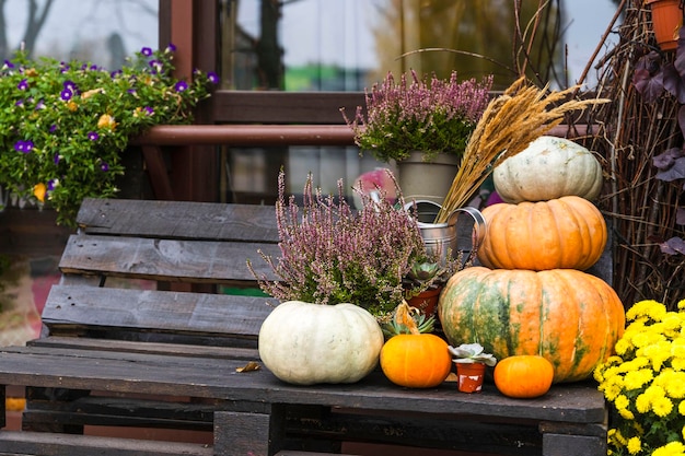 Pumpkin composition Happy Thanksgiving Stylish pumpkins purple and yellow flowers heather