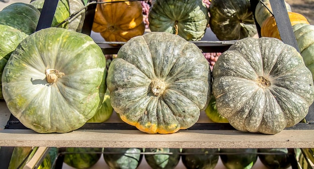 Pumpkin in the fall on the market