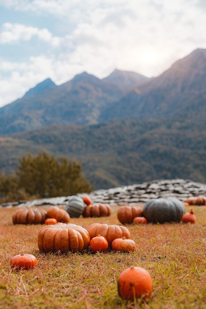 Pumpkin field at sunset background of mountains