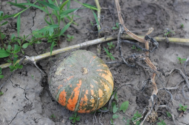 Pumpkin on the garden among the foliage view from above harvesting